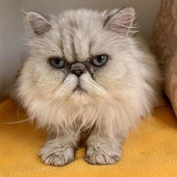Persian Cats Available for Adoption - Purrla | PetCurious