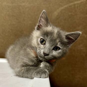 Daisy -  Domestic Medium Hair Cat for Adoption in Lemoyne, Pennsylvania - Daisy | PetCurious