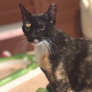 Rescue Domestic Short Hair and Tortoiseshell Cats for Adoption - Callie | PetCurious