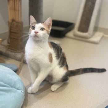 Estrea -  Domestic Short Hair Cat for Adoption in Champaign, Illinois - Estrea | PetCurious