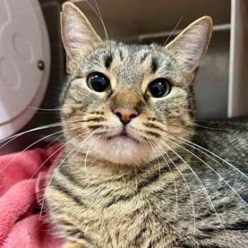 Domestic Short Hair Cats Available for Adoption in Nantucket, Massachusetts - Fenella | PetCurious