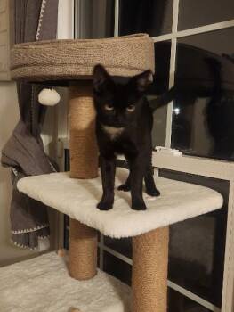 Clair -  Domestic Short Hair Cat for Adoption in Mokena, Illinois - Clair | PetCurious