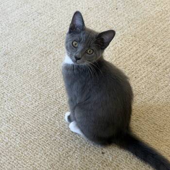 Seth -  Domestic Short Hair Cat for Adoption in Duluth, Georgia - Seth | PetCurious