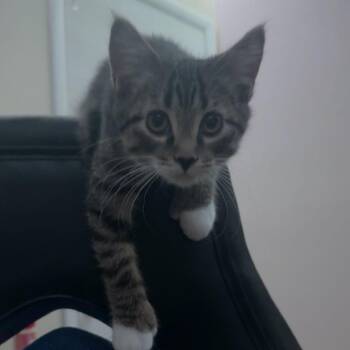 Domestic Short Hair Cats Available for Adoption - "Biggie" | PetCurious