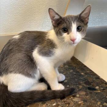 Blueberry -  Domestic Short Hair Cat for Adoption in Louisville, Kentucky - Blueberry | PetCurious