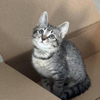 Emerald -  Domestic Short Hair Cat for Adoption in Buffalo, New York - Emerald | PetCurious
