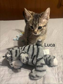 Luca -  Domestic Short Hair Cat for Adoption in Groveland, Massachusetts - Luca | PetCurious