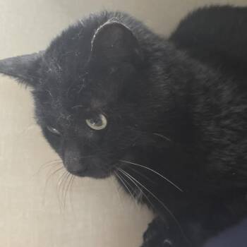 American Shorthair Cats Available for Adoption in Blue Earth, Minnesota - Darth Vader | PetCurious