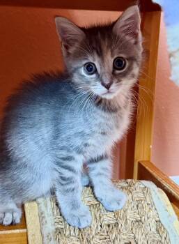 Daisy -  Dilute Calico and Tabby Cat for Adoption in Orlando, Florida - Daisy | PetCurious