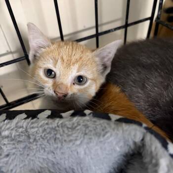 Sunny -  Domestic Short Hair Cat for Adoption in West Point, Mississippi - Sunny | PetCurious