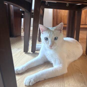 Toto -  Domestic Short Hair and Siamese Cat for Adoption in Omaha, Nebraska - Toto | PetCurious