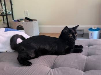 Pumpkin -  Domestic Short Hair Cat for Adoption in Worcester, Massachusetts - Pumpkin | PetCurious