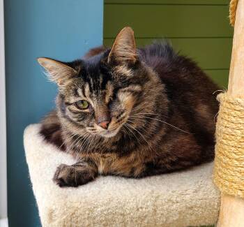 Haven -  Domestic Medium Hair Cat for Adoption in Kirkland, Washington - Haven | PetCurious