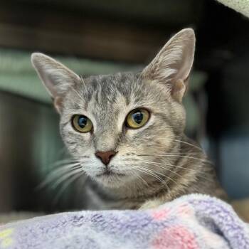 Alma -  Domestic Short Hair Cat for Adoption in Nashville, Indiana - Alma | PetCurious