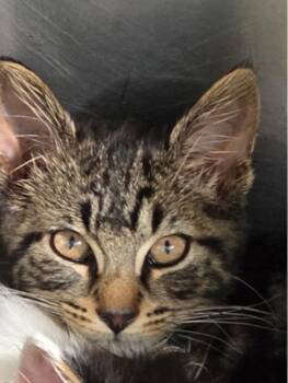 Dino -  Domestic Short Hair Cat for Adoption in Marshall, North Carolina - Dino | PetCurious