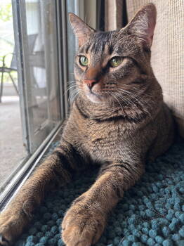 Rescue Domestic Short Hair Cats for Adoption in Land O