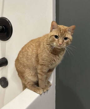 Rescue Domestic Short Hair and Tabby Cats for Adoption in Oxford, Mississippi - Peter | PetCurious