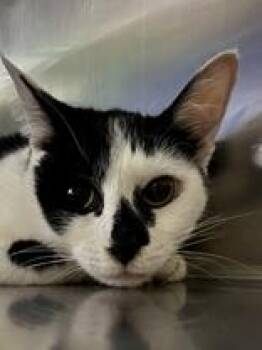 Domestic Short Hair Cats Available for Adoption - Daphne  | PetCurious