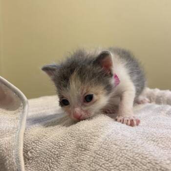 Domestic Short Hair Cats Available for Adoption in Pasadena, California - Bree | PetCurious