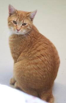 Friday -  Domestic Short Hair Cat for Adoption in Saint Paul, Minnesota - Friday | PetCurious