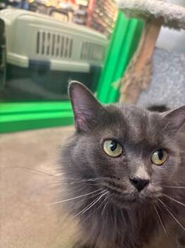 Pewter -  Domestic Medium Hair Cat for Adoption in Grand Rapids, Michigan - Pewter | PetCurious