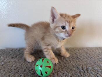 Domestic Short Hair Cats Available for Adoption in Houston, Texas - TIN TIN | PetCurious