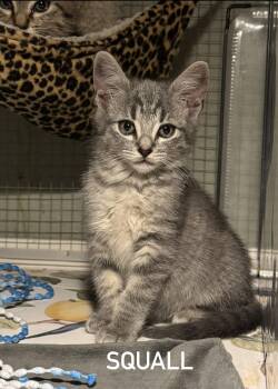 Domestic Short Hair and Tabby Cats Available for Adoption in Houston, Texas - Squall (Stormy) | PetCurious