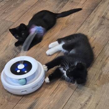Chumaroo -  Domestic Short Hair Cat for Adoption in Lincoln, California - Chumaroo | PetCurious