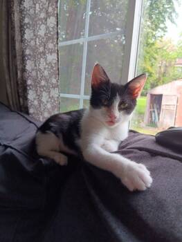 Rescue Domestic Short Hair Cats for Adoption in Webster, New York - Bailey | PetCurious