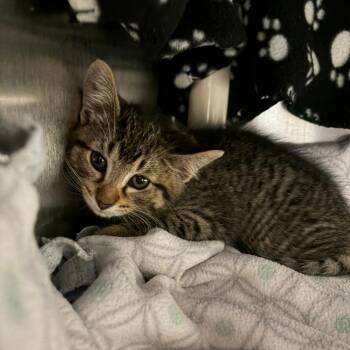 Brunson -  Domestic Short Hair Cat for Adoption in Chicago, Illinois - Brunson | PetCurious