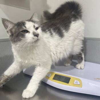 Percival -  Domestic Medium Hair Cat for Adoption in Tampa, Florida - Percival | PetCurious