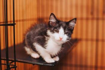 94177a Dupe -  Domestic Short Hair Cat for Adoption in North Charleston, South Carolina - 94177a Dupe | PetCurious