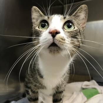Taylor Ham -  Domestic Short Hair Cat for Adoption in Newark, New Jersey - Taylor Ham | PetCurious