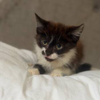 Frankie -  Domestic Long Hair Cat for Adoption in Enfield, New Hampshire - Frankie | PetCurious