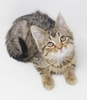 Maine Coon and Tabby Cats Available for Adoption - Flynn And Pascal - Bros That Don