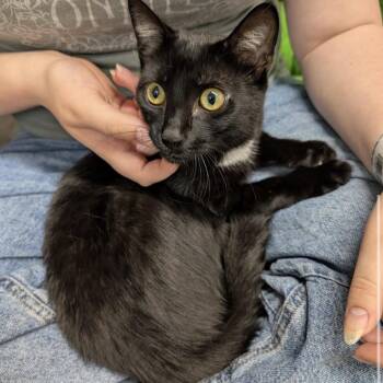 Wink -  Domestic Short Hair Cat for Adoption in Renton, Washington - Wink | PetCurious