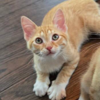 Atlas -  Domestic Short Hair Cat for Adoption in Kansas City, Missouri - Atlas | PetCurious