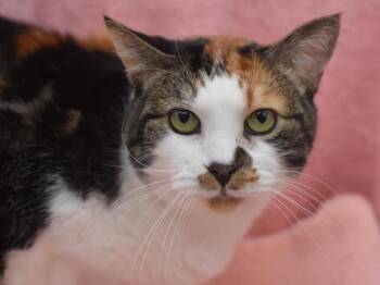 Domestic Short Hair Cats Available for Adoption in Portland, Oregon - Athena | PetCurious
