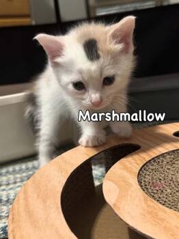 MARSHMALLOW -  Domestic Short Hair Cat for Adoption in St. Peters, Missouri - MARSHMALLOW | PetCurious