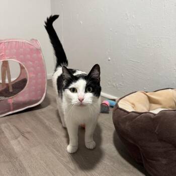 Itaska -  Domestic Short Hair Cat Available for Adoption in St. Louis, Missouri - Itaska | PetCurious