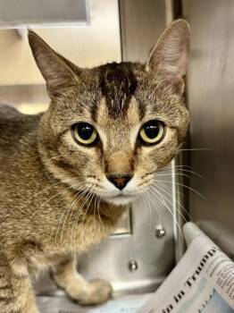Domestic Short Hair Cats Available for Adoption in Wichita, Kansas - Bobby Wasabi | PetCurious