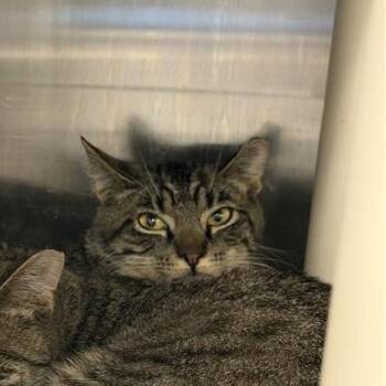 Domestic Short Hair Cats Available for Adoption in Salt Lake City, Utah - Annesburg | PetCurious