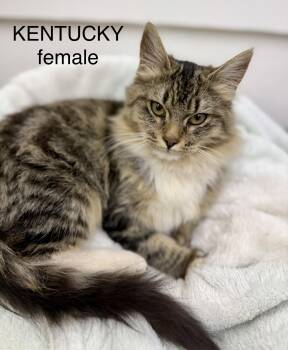Kentucky -  Domestic Long Hair Cat for Adoption in Sonora, California - Kentucky | PetCurious
