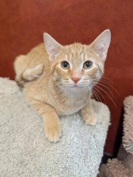 Roller Bite -  Domestic Short Hair Cat for Adoption in Rochester, Minnesota - Roller Bite | PetCurious
