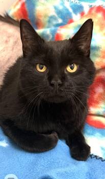 Domestic Short Hair Cats Available for Adoption - Noraa | PetCurious