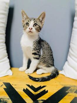 Miles Finch -  Domestic Short Hair Cat for Adoption in Valley Park, Oklahoma - Miles Finch | PetCurious