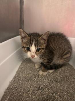 Ms.Bigglesworth -  Domestic Short Hair Cat for Adoption in Morgantown, Kentucky - Ms.Bigglesworth | PetCurious