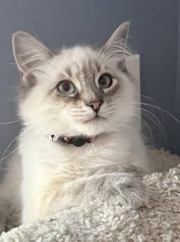 Ditto (bonded w/ Glameow) -  Siamese and Domestic Medium Hair Cat for Adoption in San Jose, California - Ditto (bonded W/ Glameow) | PetCurious