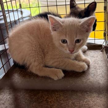 Domestic Short Hair Cats Available for Adoption in Edinburg, Texas - Clyde | PetCurious