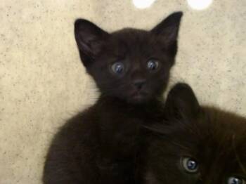 A552581 -  Domestic Short Hair Cat for Adoption in Moreno Valley, California - A552581 | PetCurious